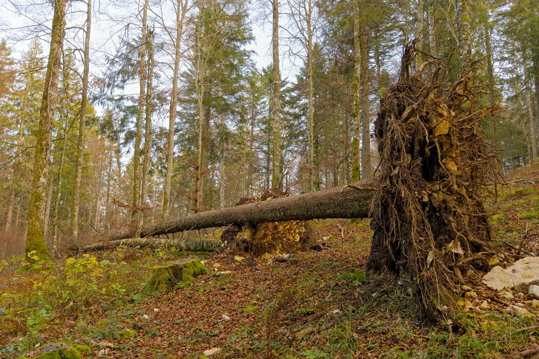 Enlèvement arbre urgence à Colmar